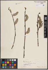 Foto von Salix caprea L.